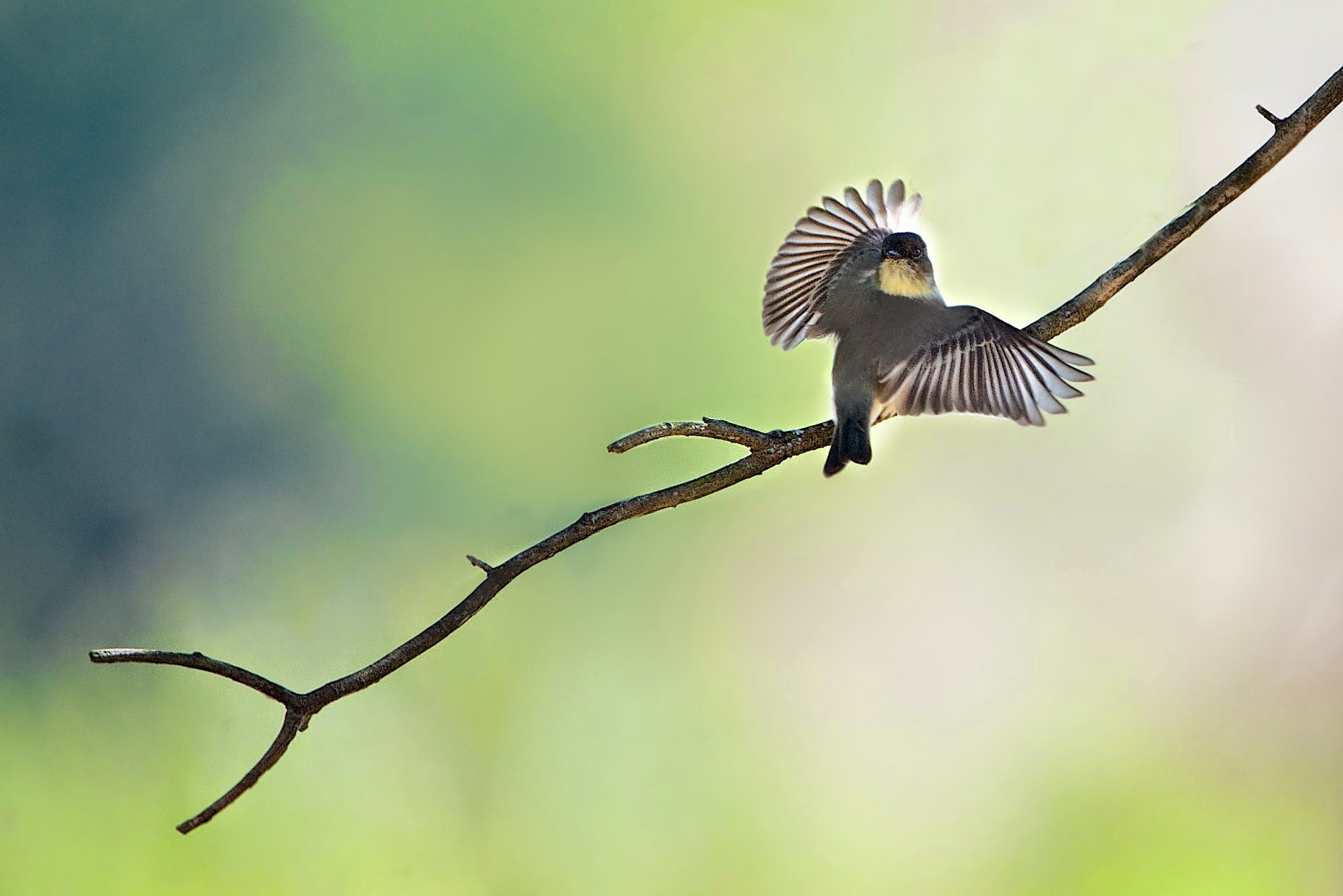 Little Eastern Phoebe