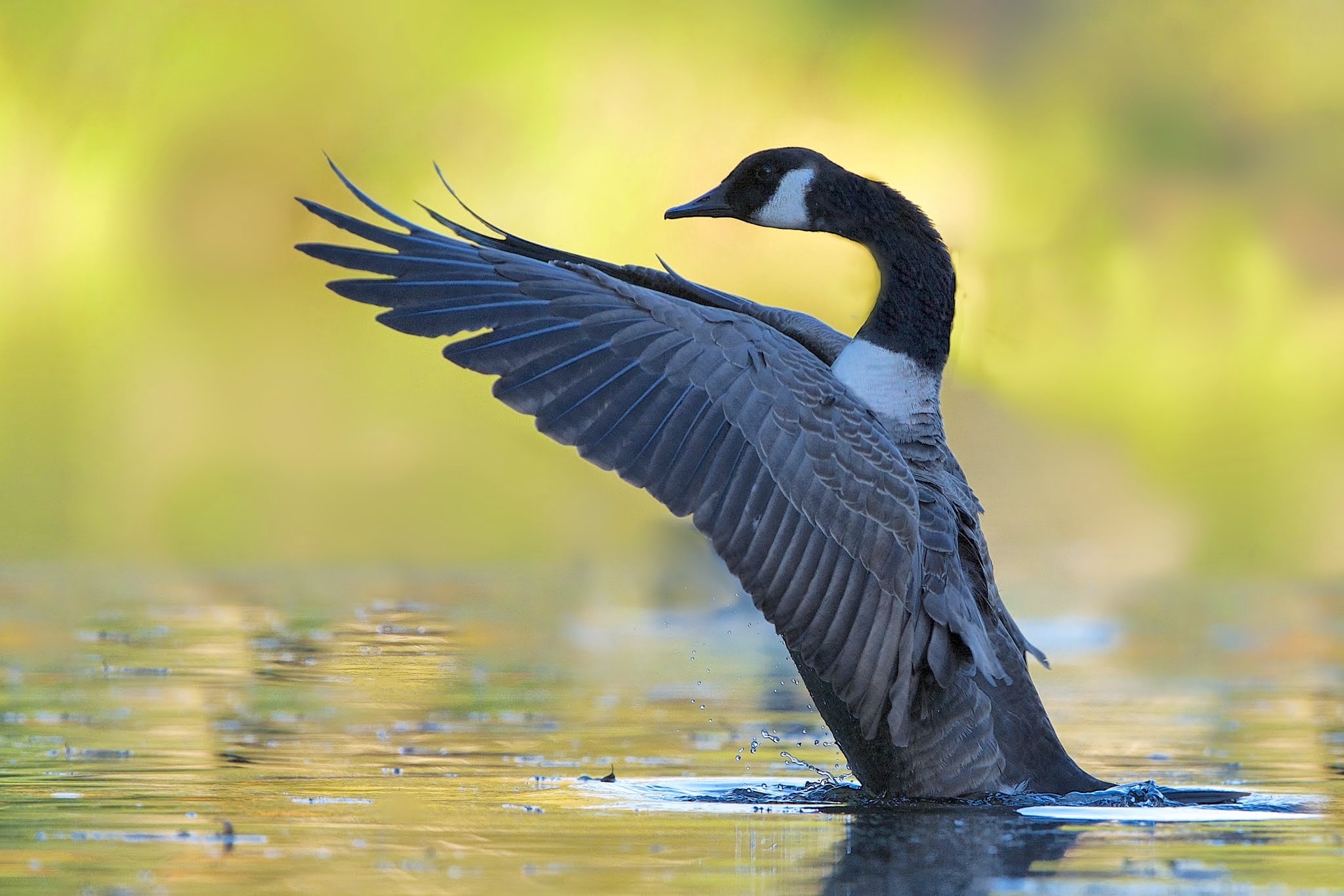 Goose on Golden Pond