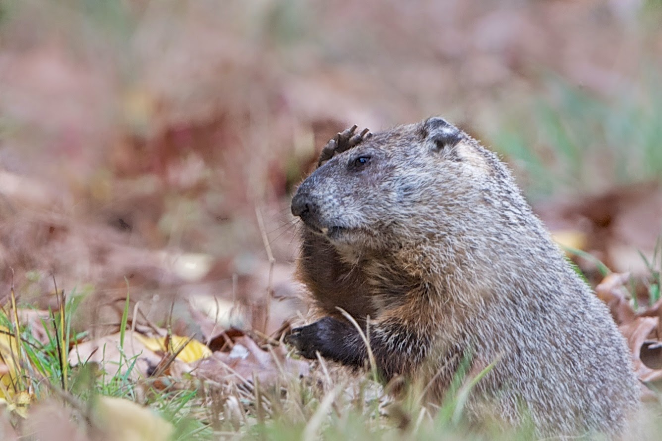 Groundhog with Headache in Valley Forge Today