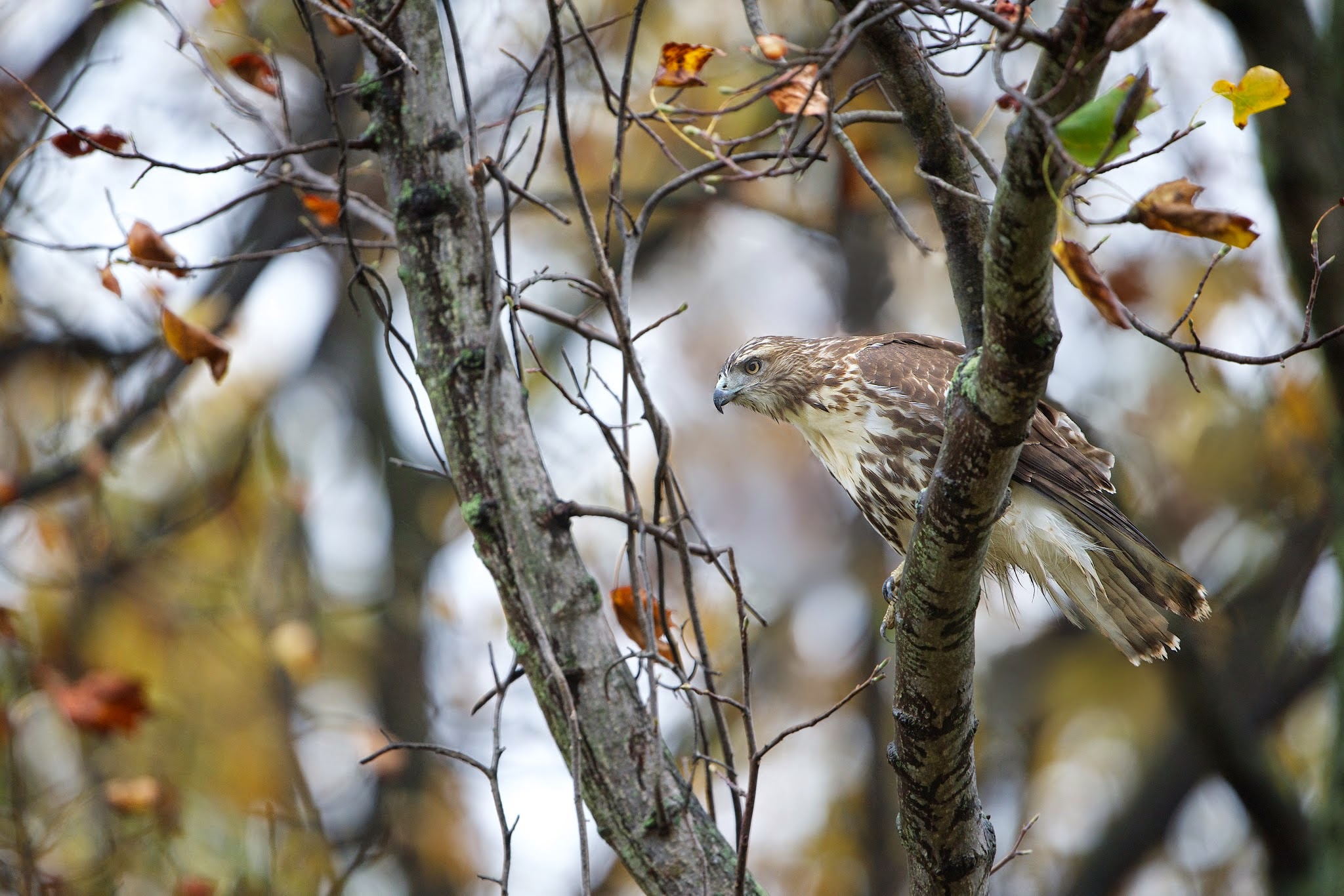 Hawk in the Branches in Valley Forge