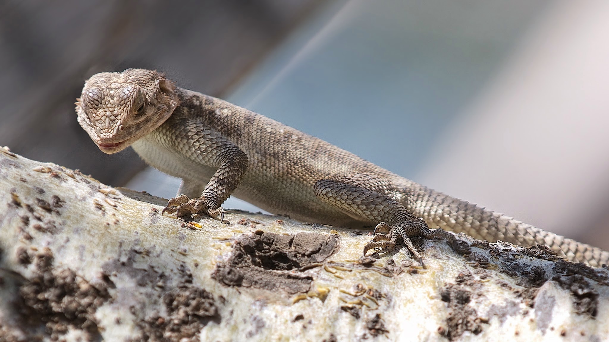 I Think I See a Little Yellow Fly