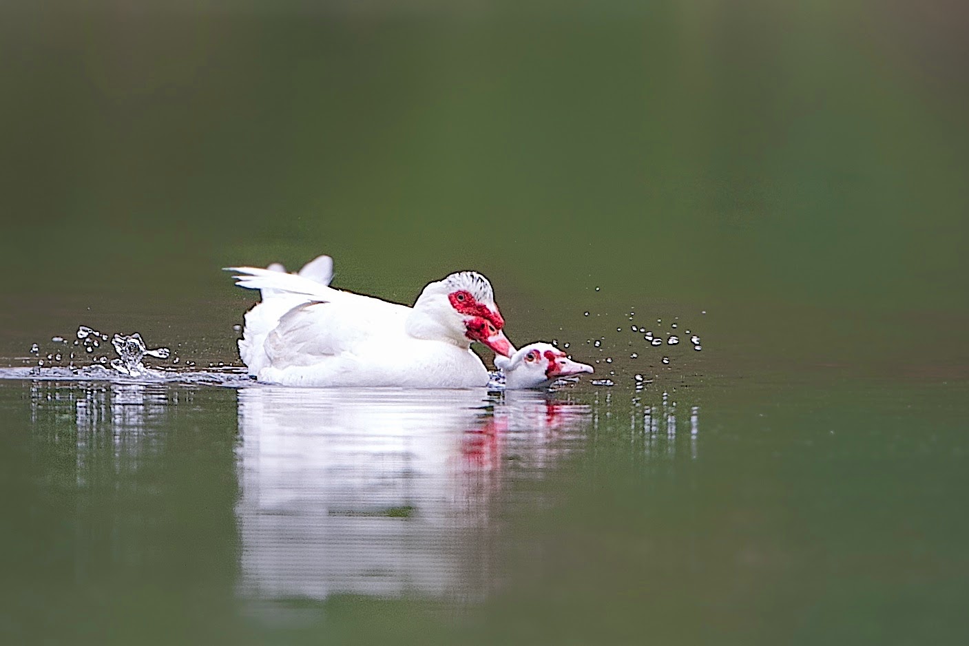 Muscovies in Love on Eastern College Pond Tonight