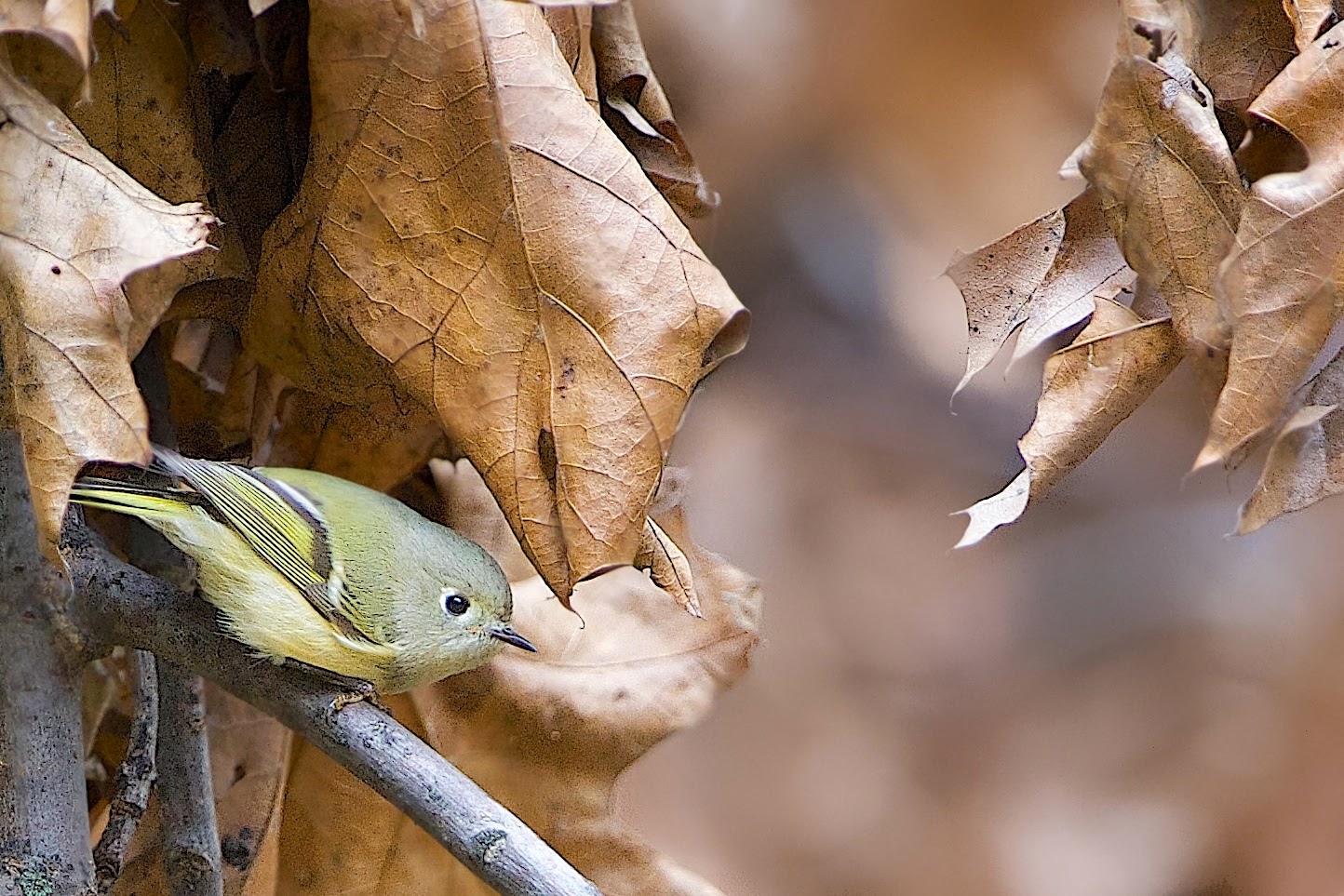 Ruby Crowned Kinglet in Fall Leaves at Valley Forge