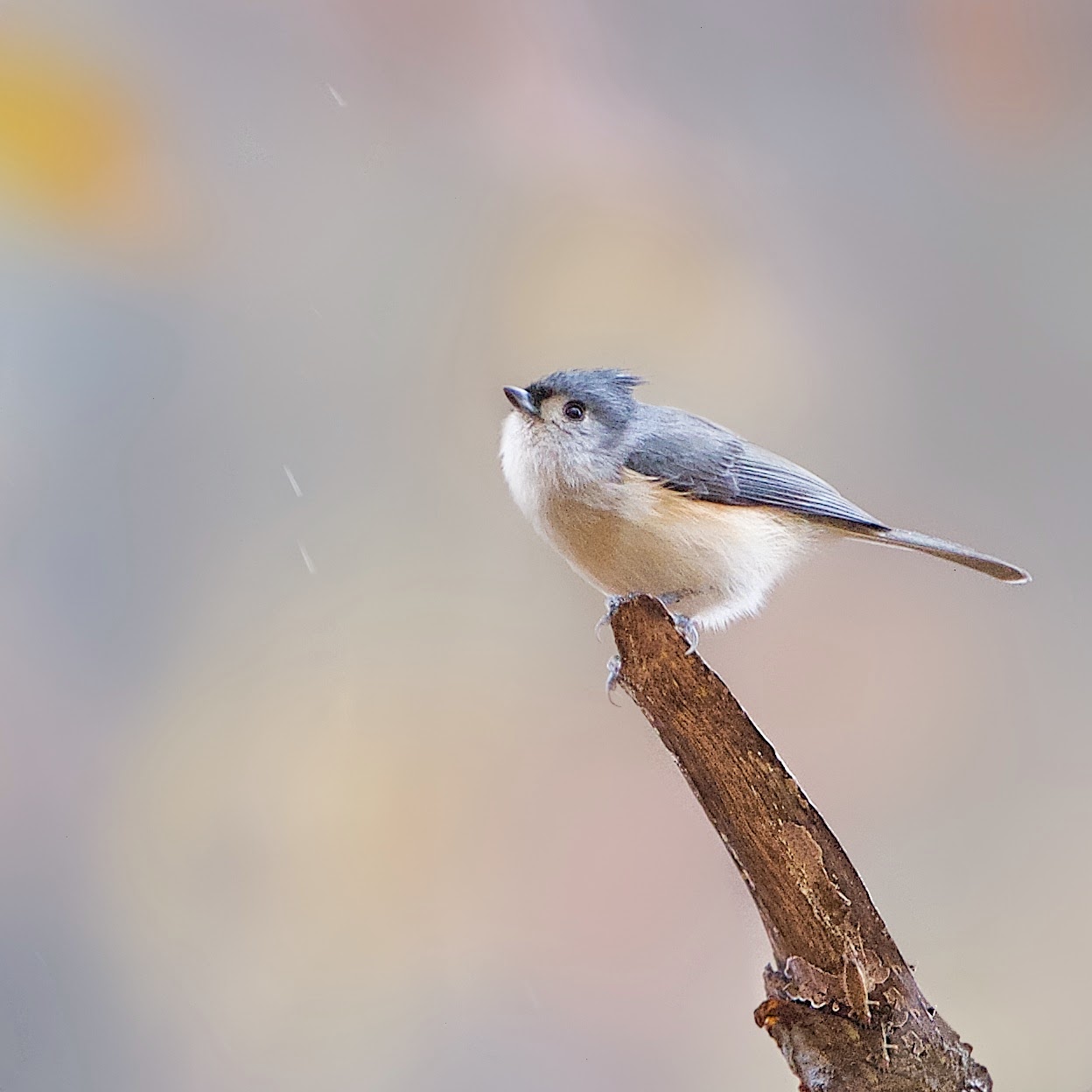 Tufted Titmouse in the Rain in Valley Forge Today (Click for Better View)