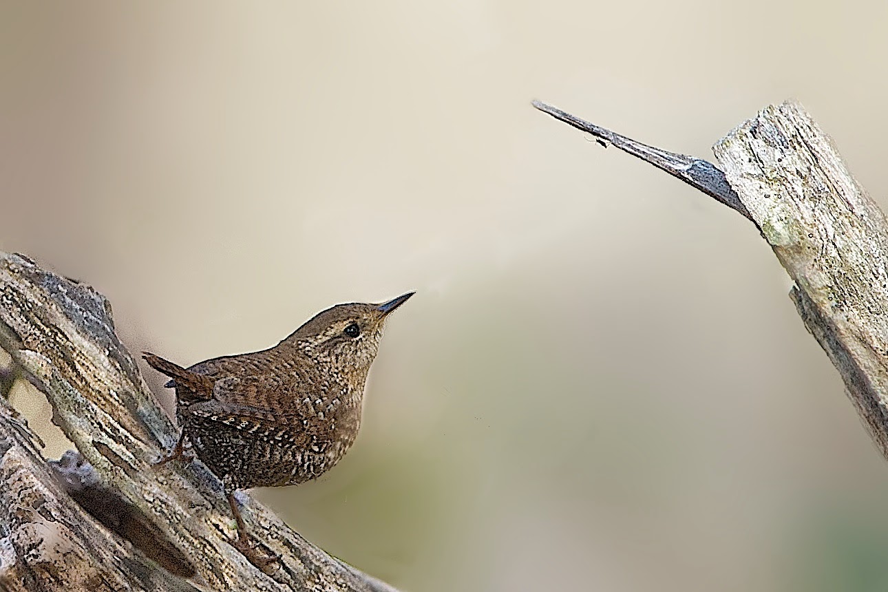 About to Grab the Spider (Click to See the Spider)