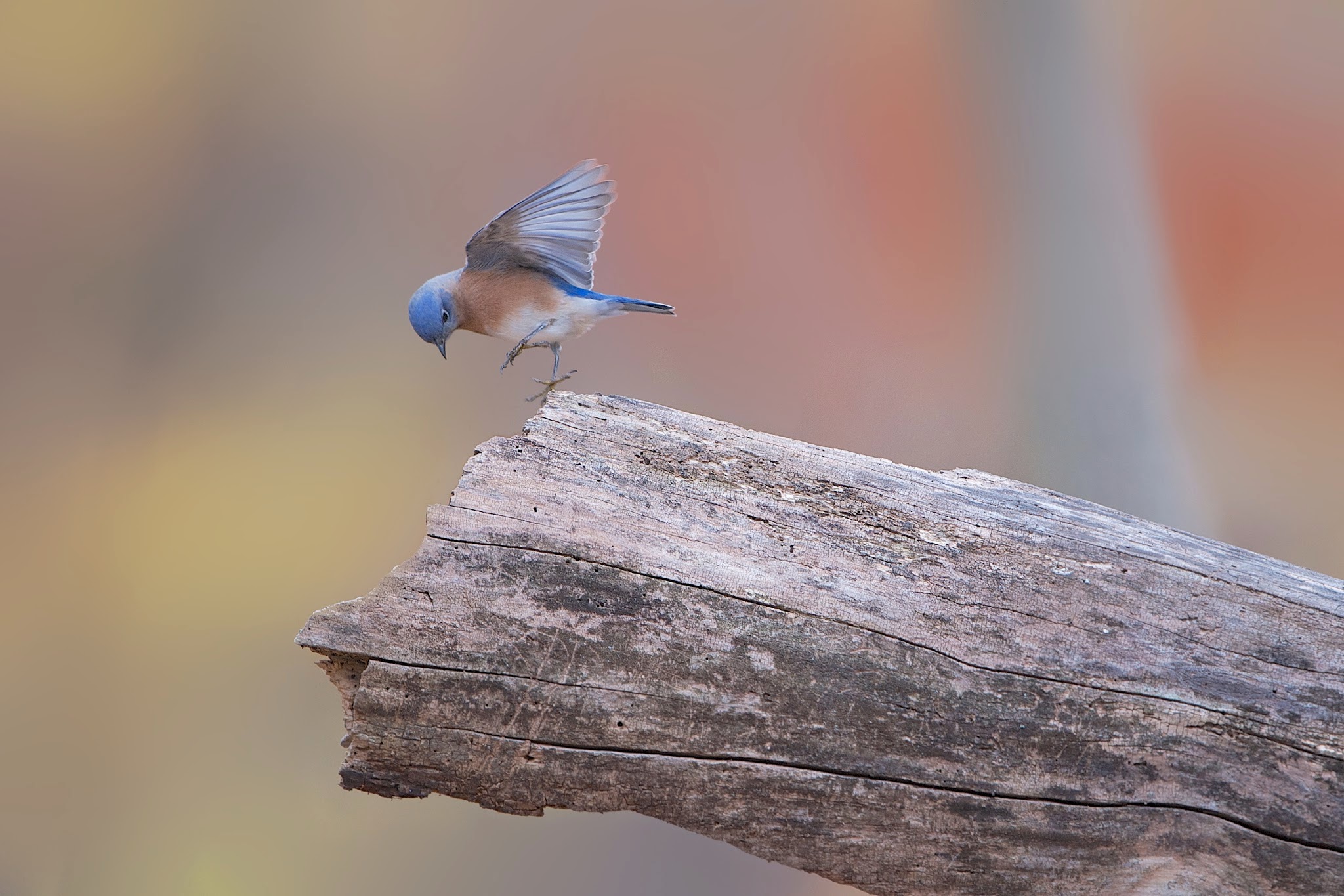 Bluebird Doing the “Two Step”