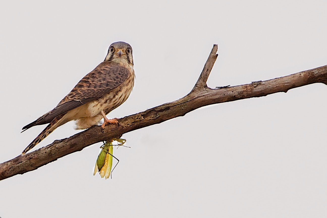 Caught with a Praying Mantis