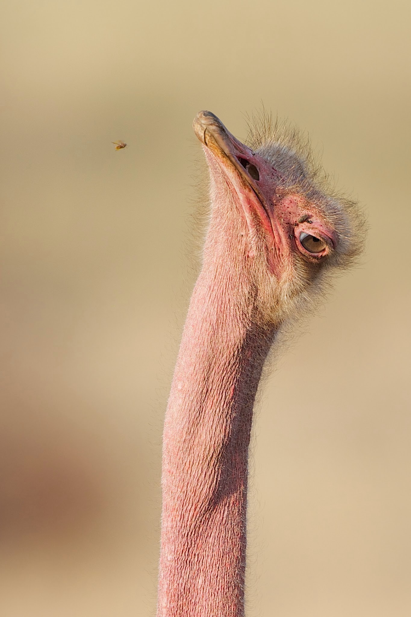 Ostrich Eyeing a Fly