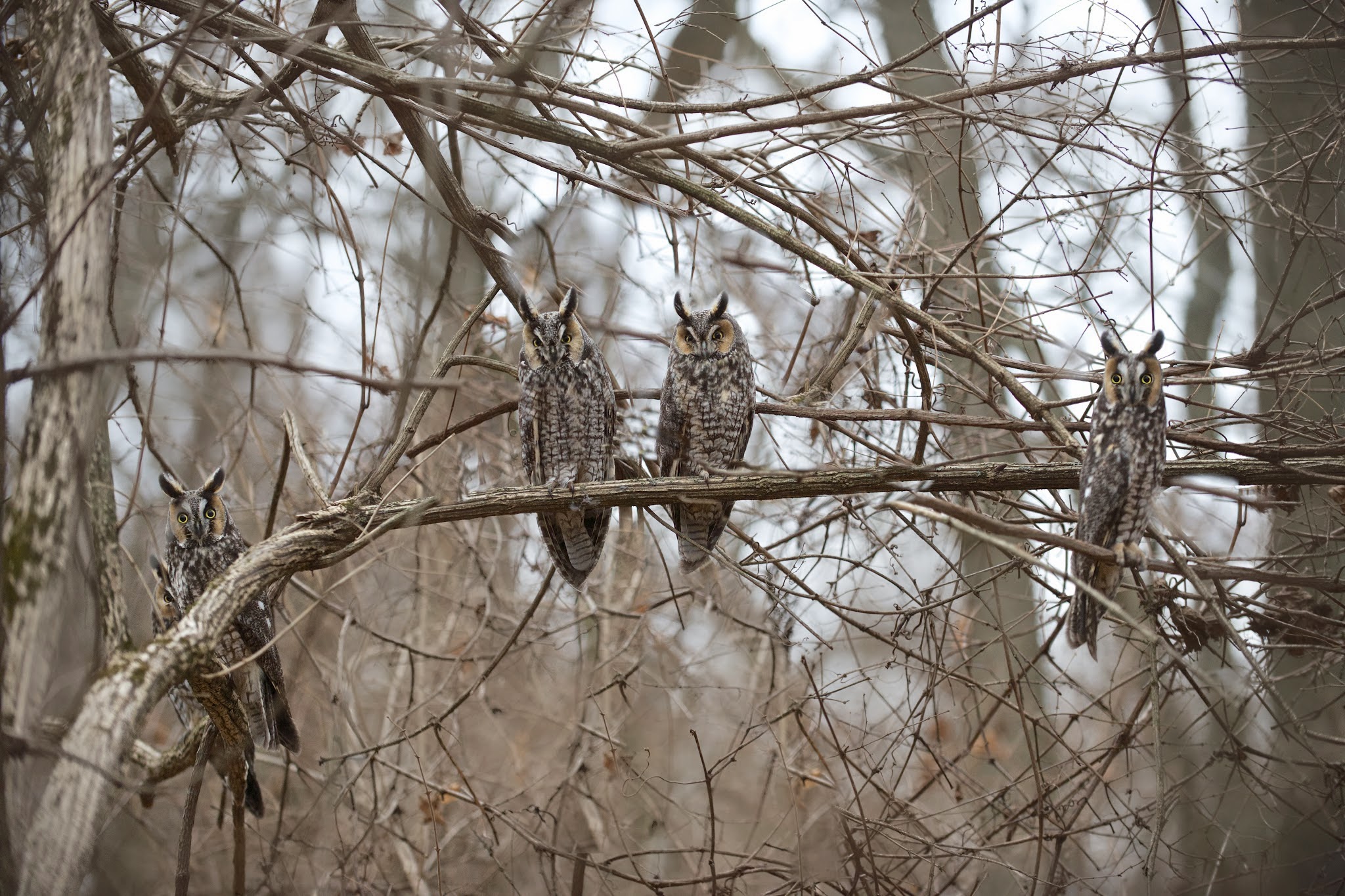 Five Long Eared Owls in the Woods Today (Click to See All Five)