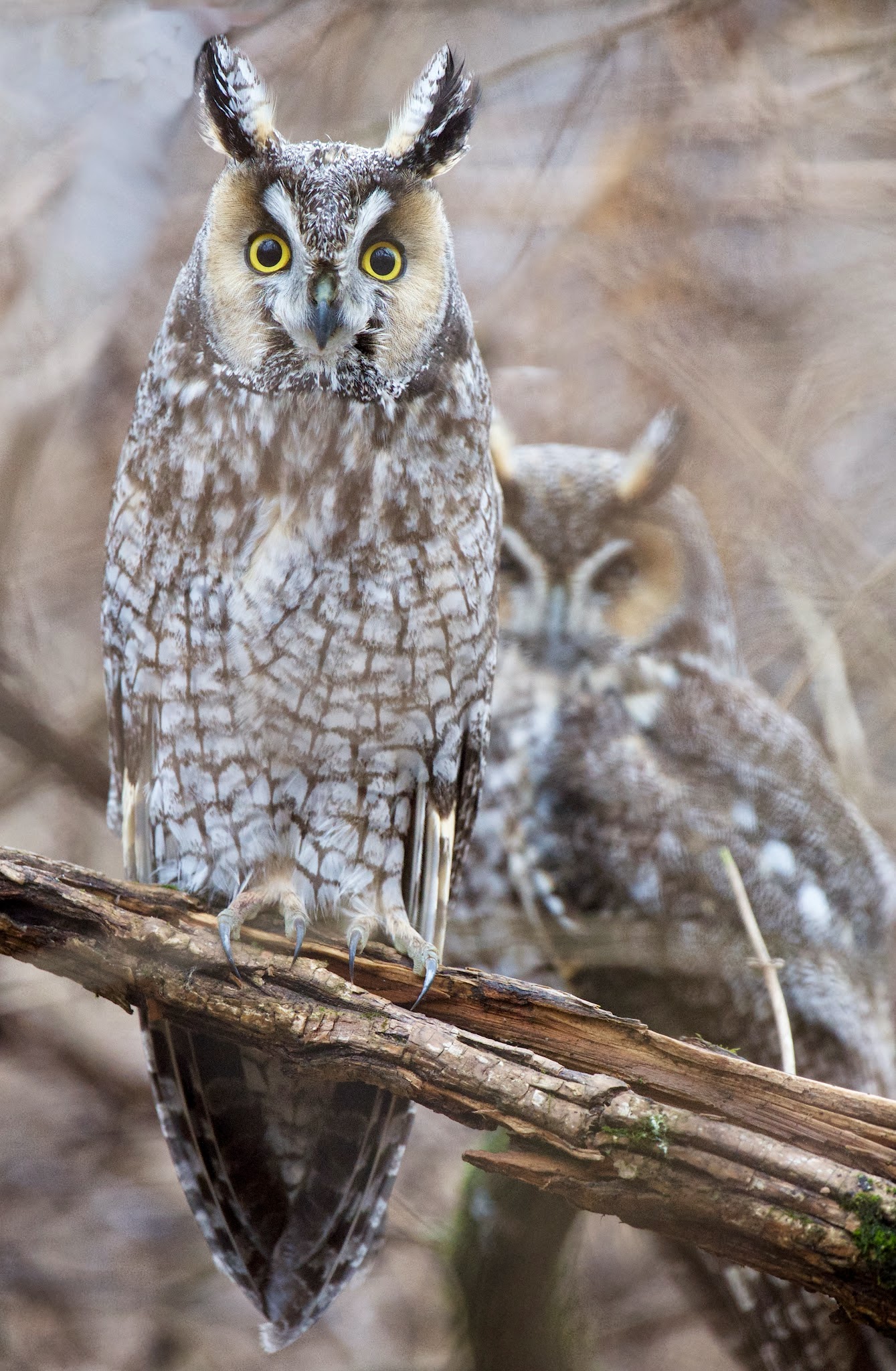 Long Eared Owls