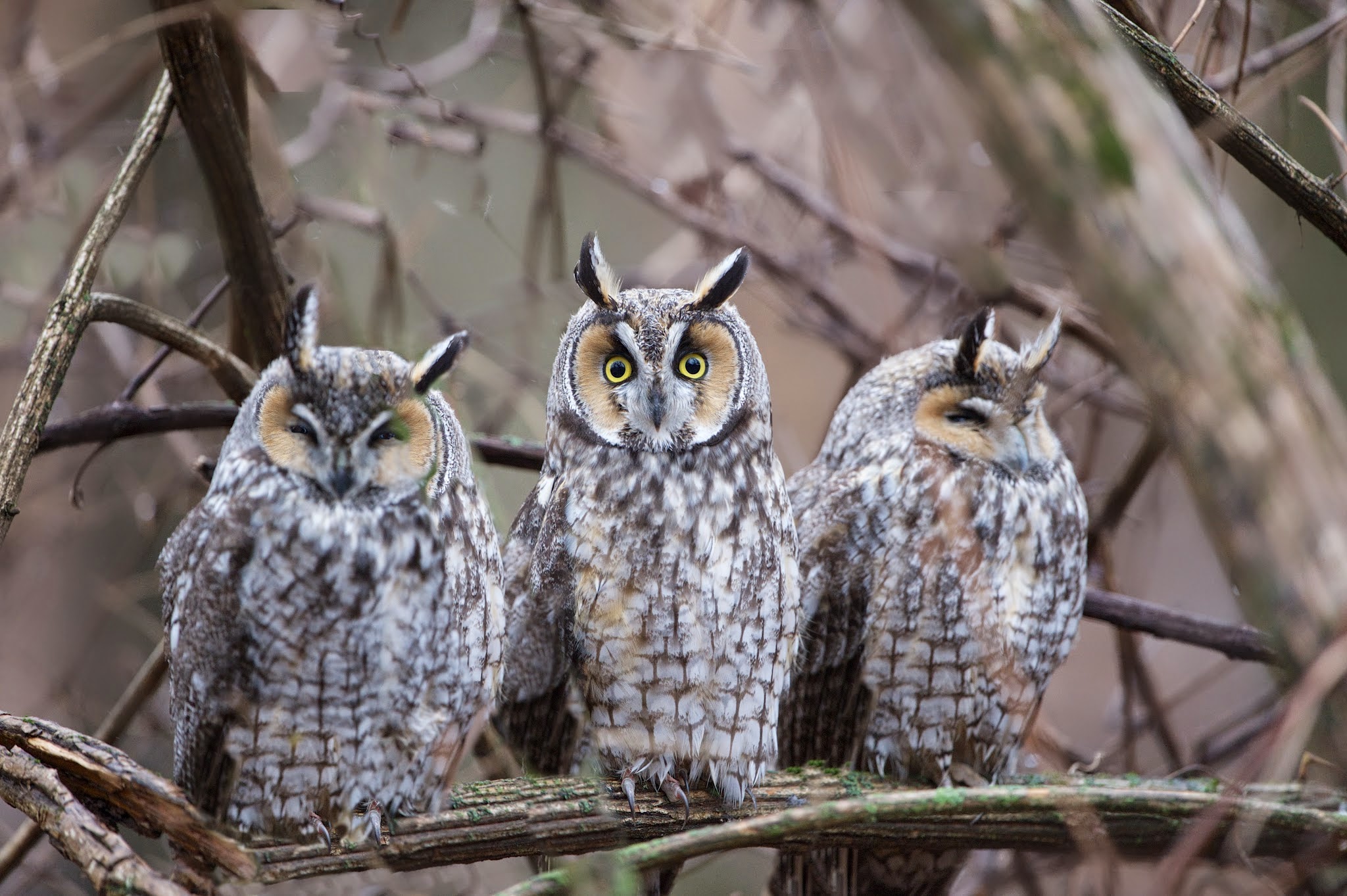 Back to the Long Eared Owls