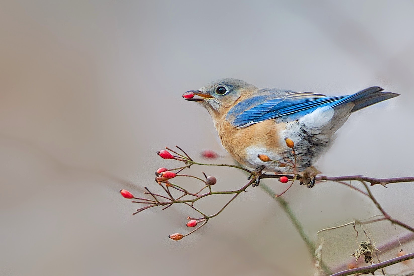 Bluebird and Berry – Eastern College Pond