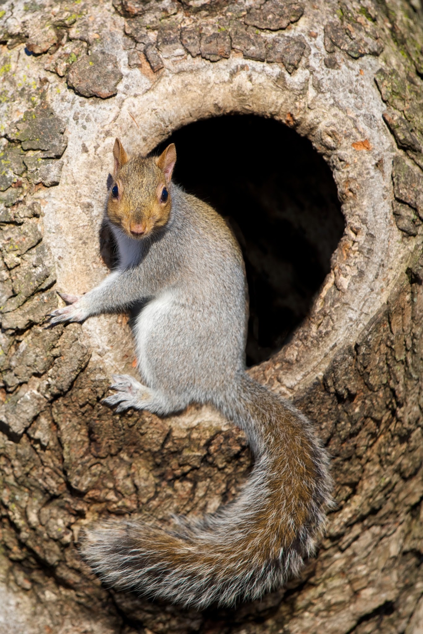 Sharing the Hollow this Morning in Valley Forge