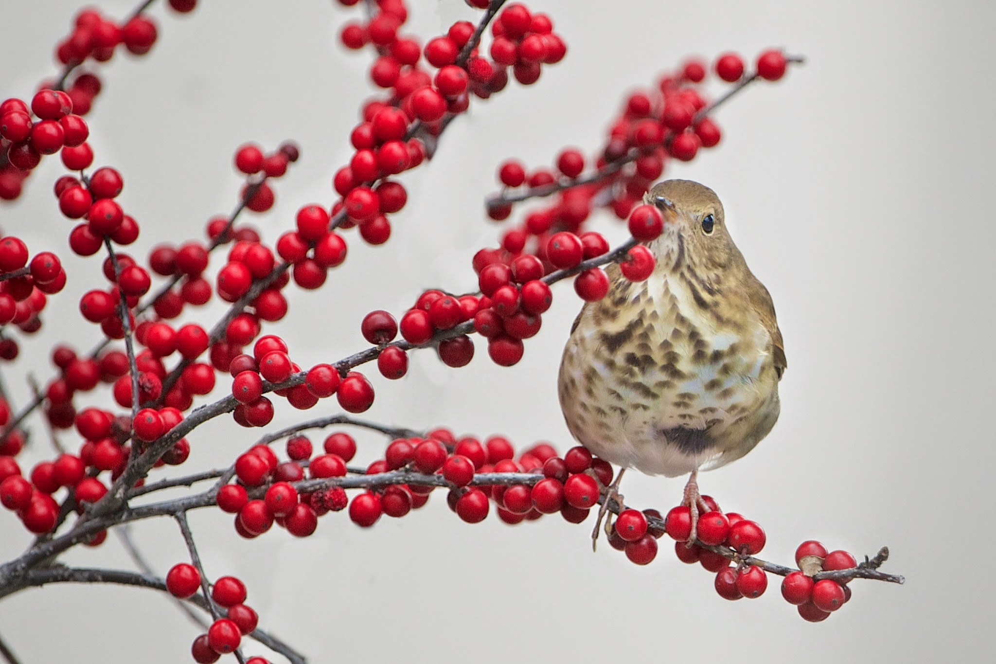 Hermit Thrush on our Winterberry Tree