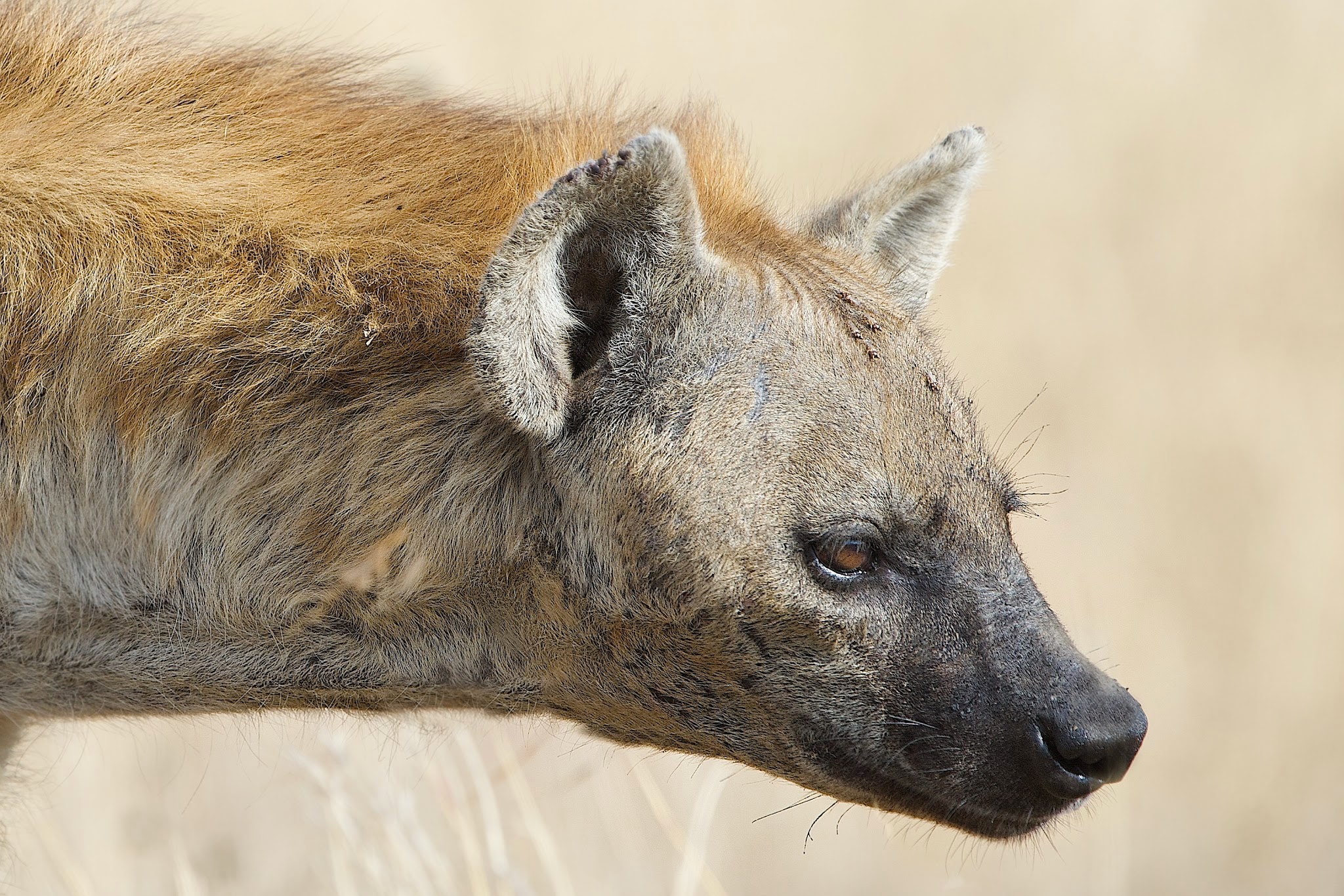 Hyena on the Hunt