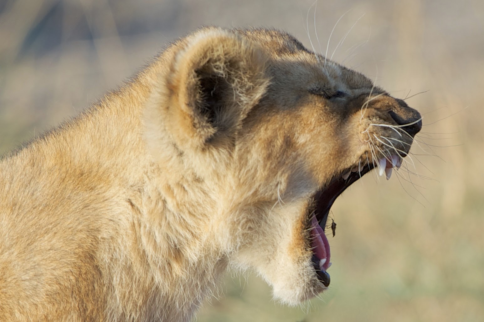 The Lion and the Mosquito