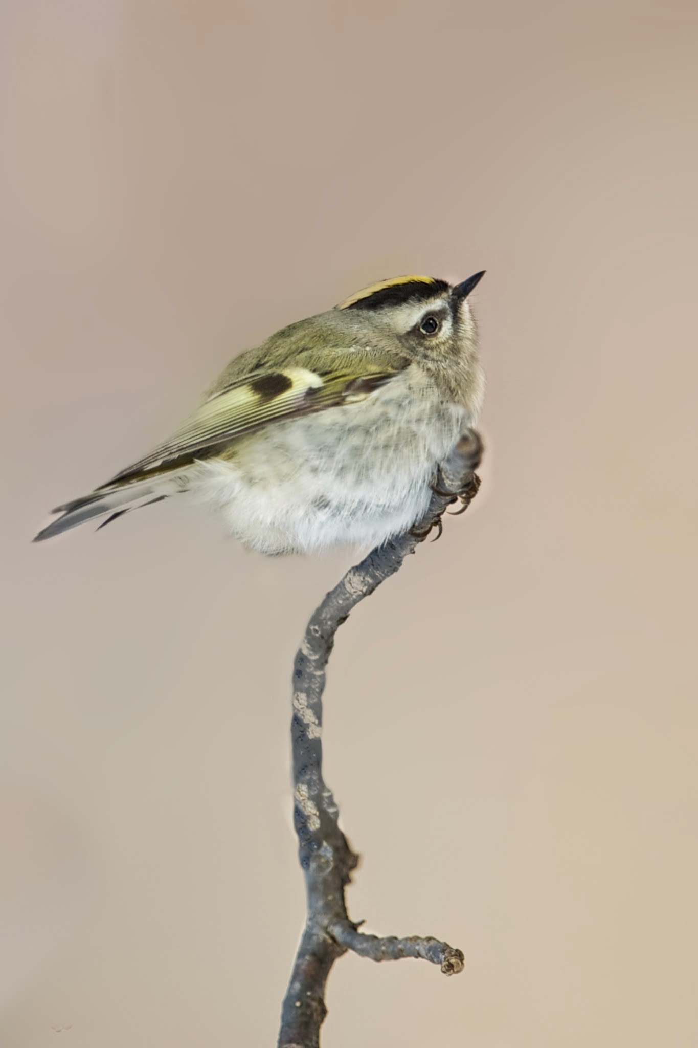 Golden Crowned Kinglet on a Cold Morning