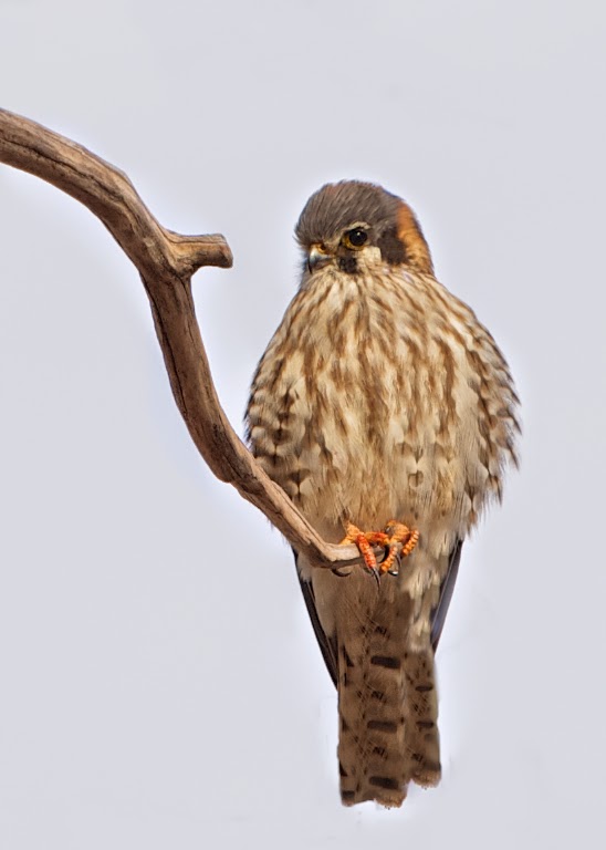 American Kestrel Posing in Valley Forge
