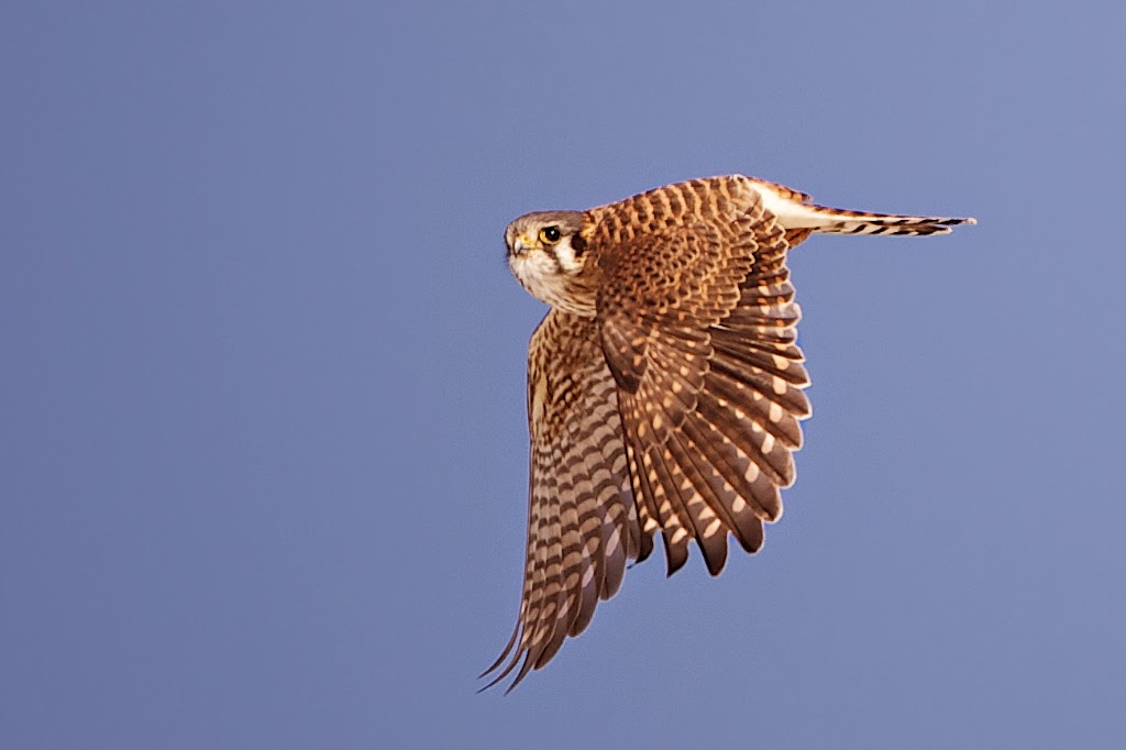 American Kestrel Posing in Flight