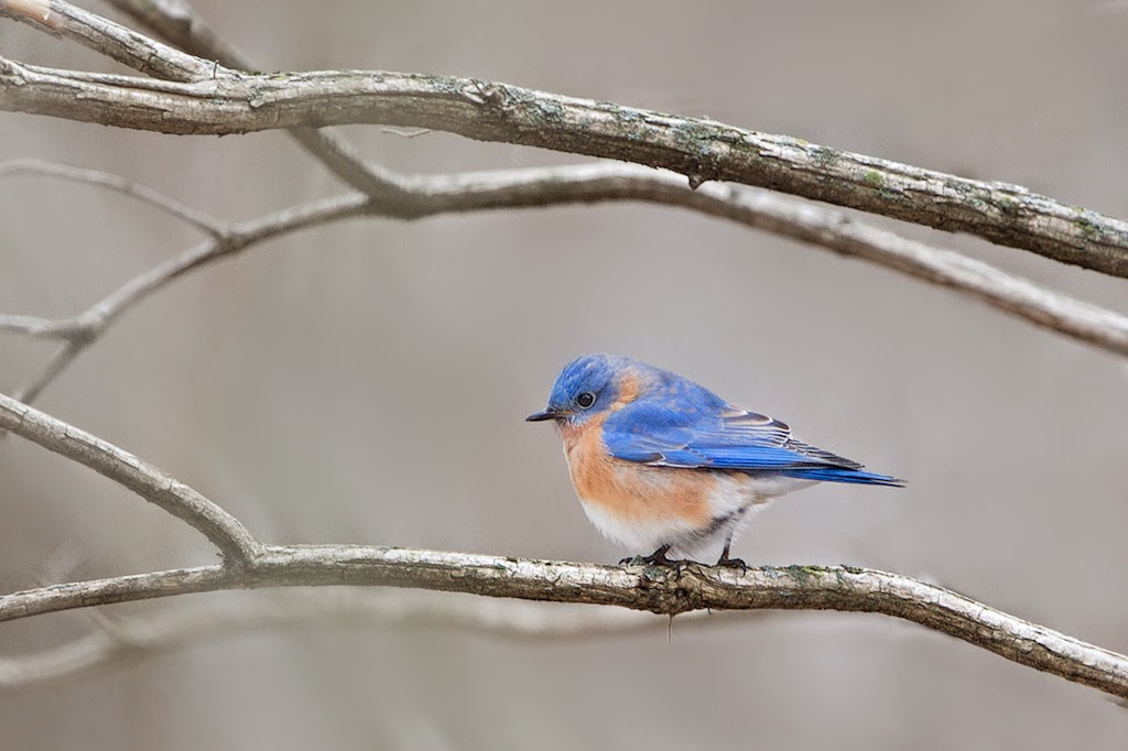 Bluebird on a Frigid Day in Valley Forge National Park