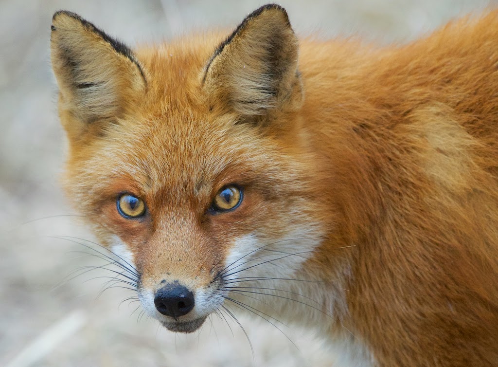 Check Out Those Eyes