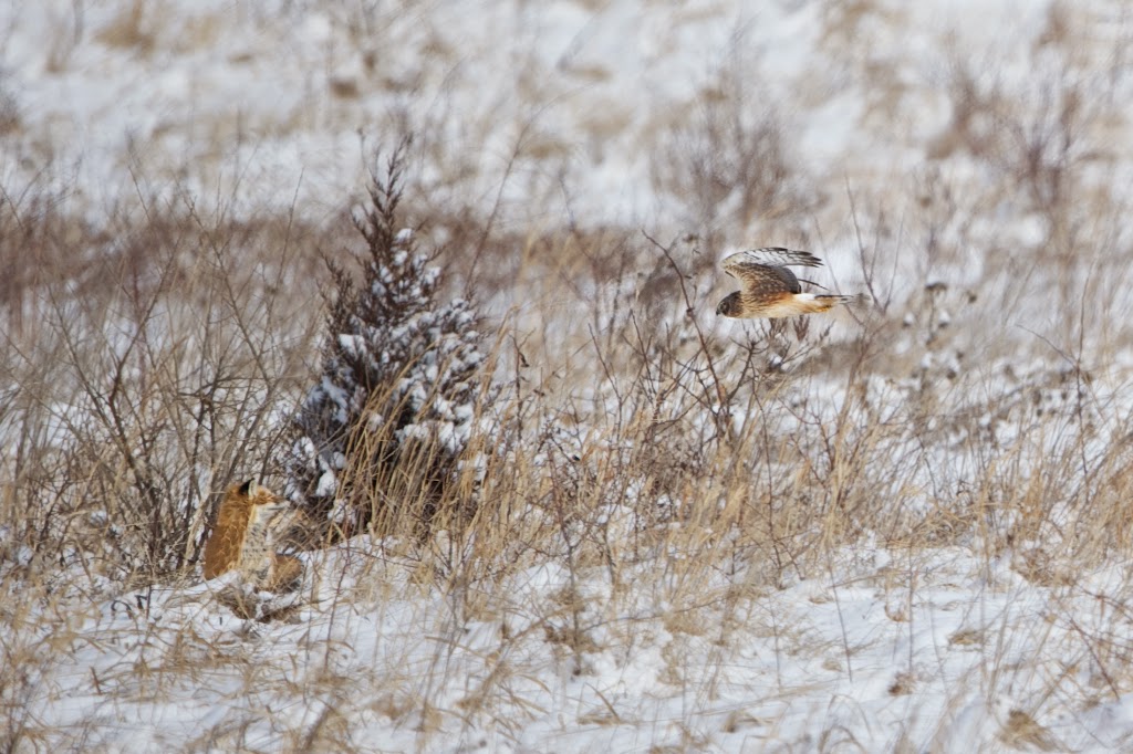 Fox and Harrier Hawk in Valley Forge (Click for Better View)