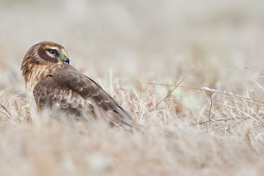 Harrier Hawk in the Grass in Valley Forge National Park