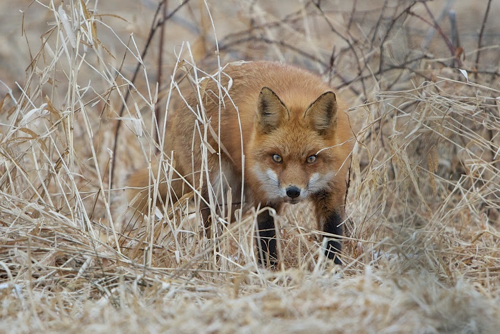 Fox Encounter at Valley Forge