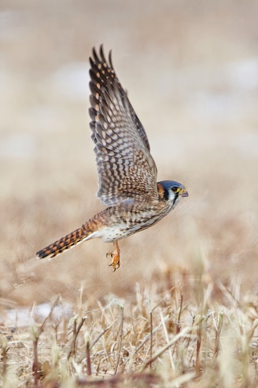 Kestrel in Valley Forge Today