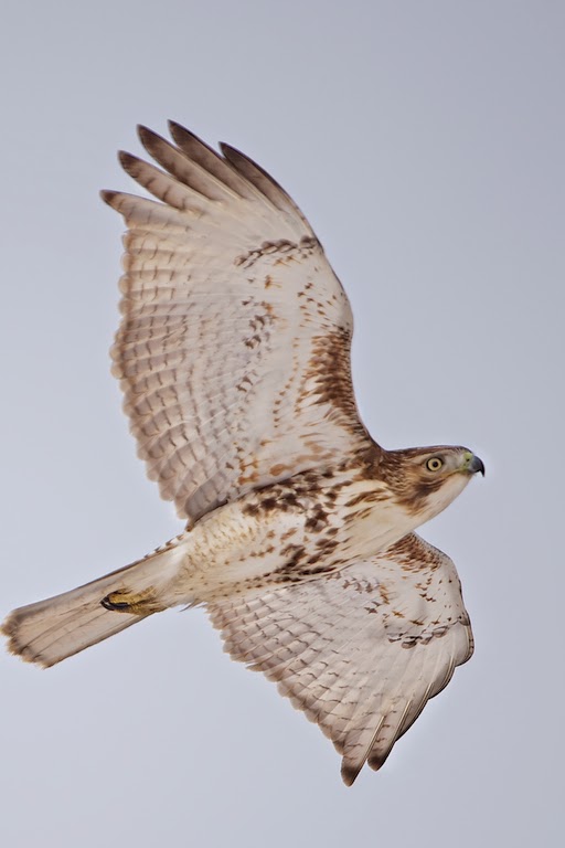 Juvenile Red Tailed Hawk