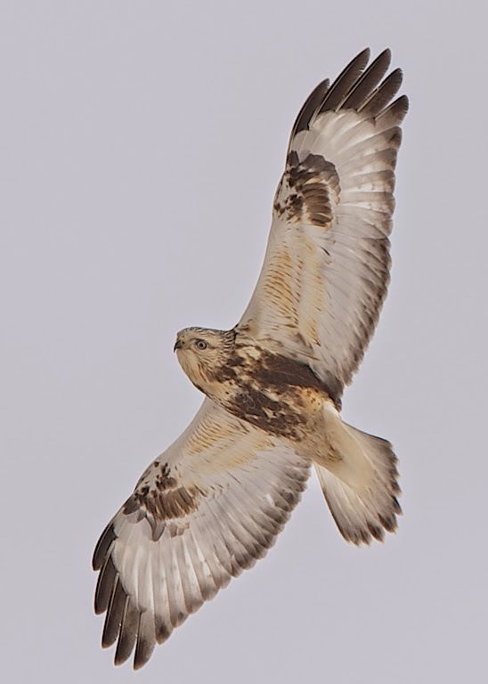 Eye Contact with a Rough Winged Hawk This Morning in Valley Forge