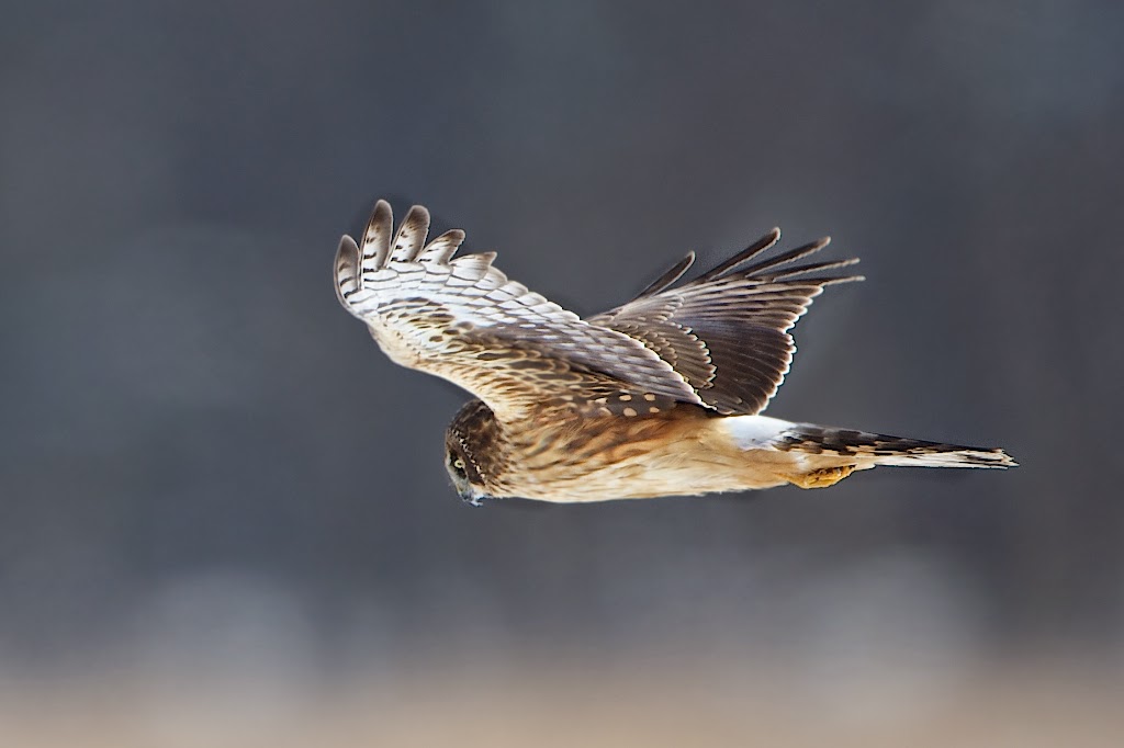 The Hunter – Harrier Hawk in Valley Forge