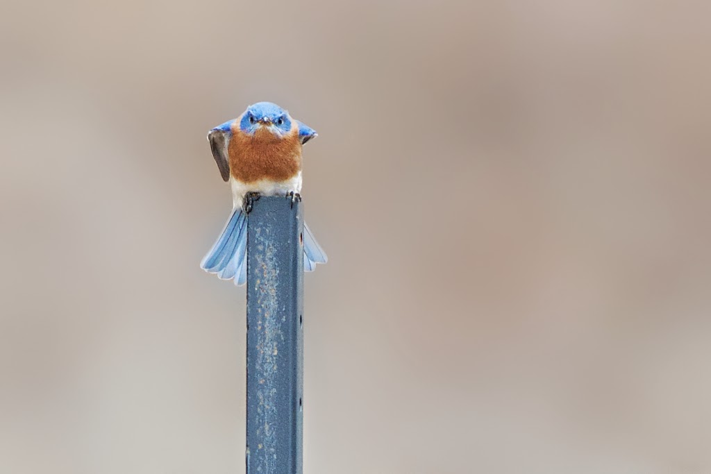 Bluebird with an Attitude