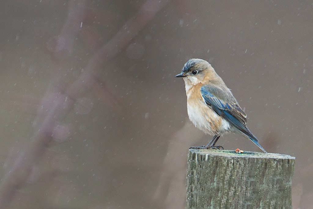 Bluebird on the Stump – Valley Forge National Park