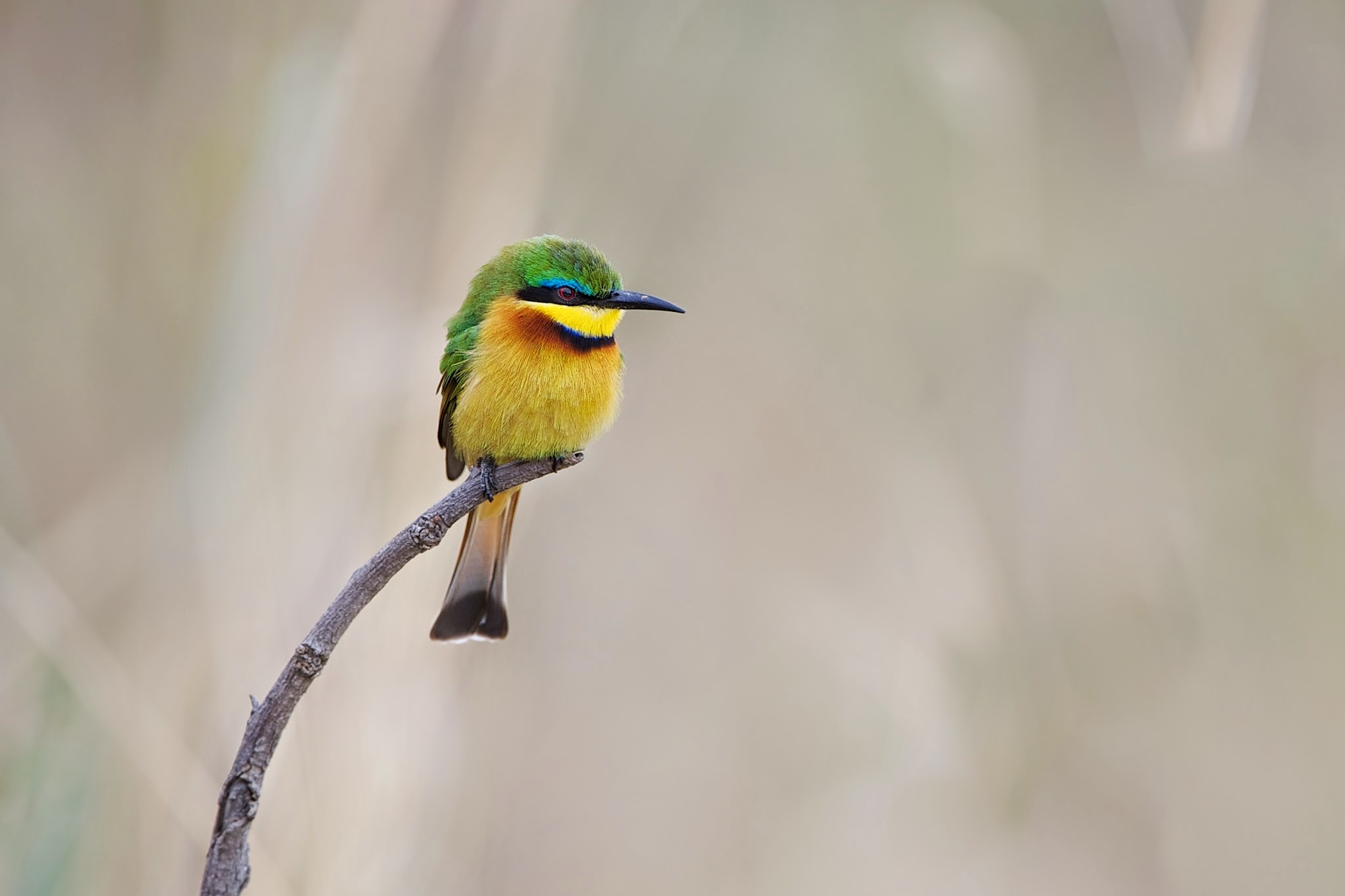 Cinnamon Chested Bee Eater Wins First Place in January BetterPhoto.Com Contest – Woooooo Huuuuuuu