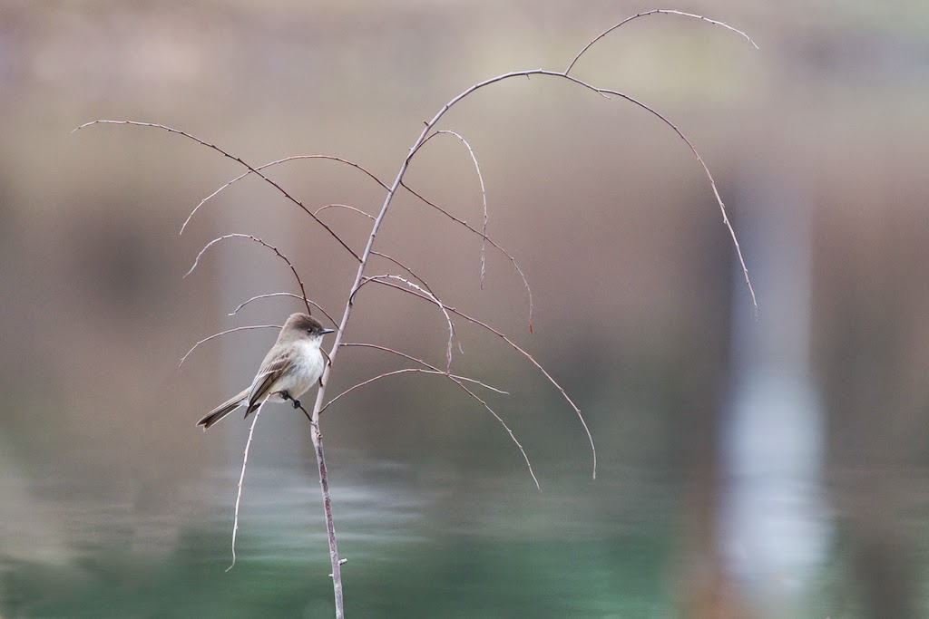 Eastern Phoebe at Eastern College Pond