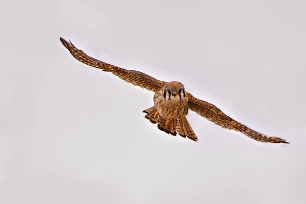 Encounter With a Kestrel (Click to see Encounter)