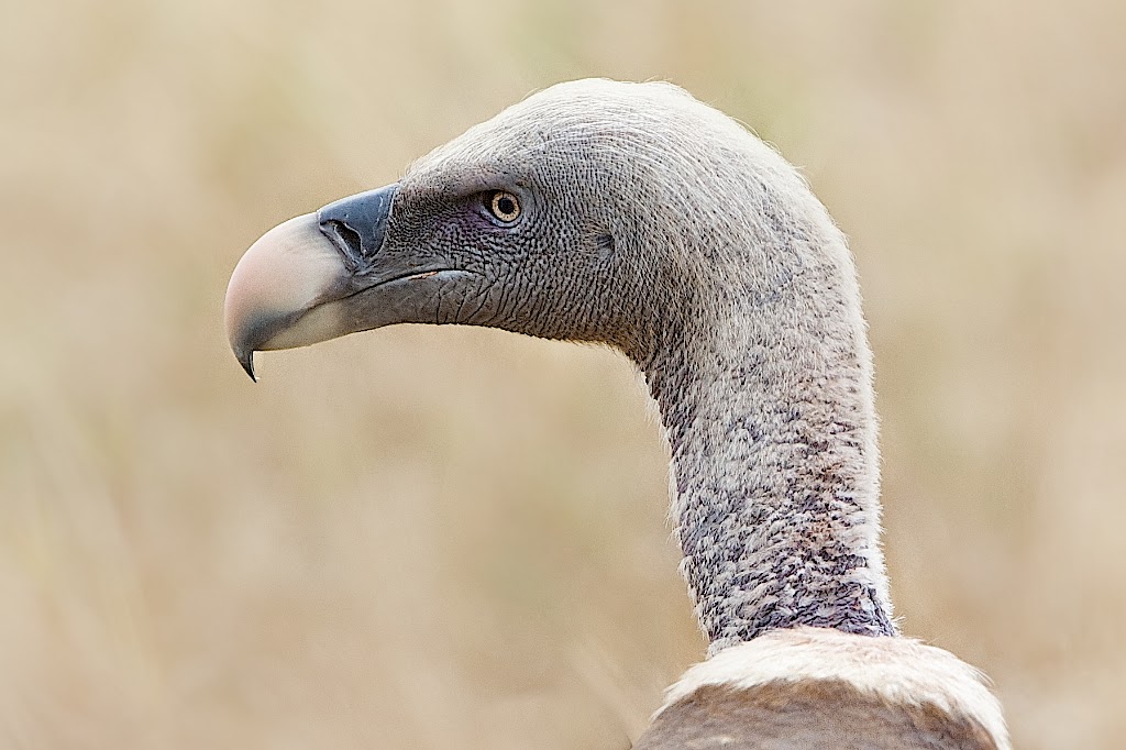 Face of the White Backed Vulture