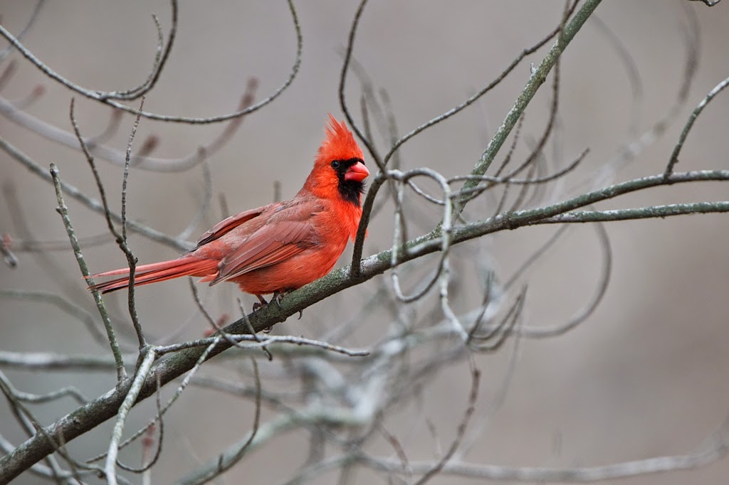 The Happy Cardinal (Click to See His Smile)