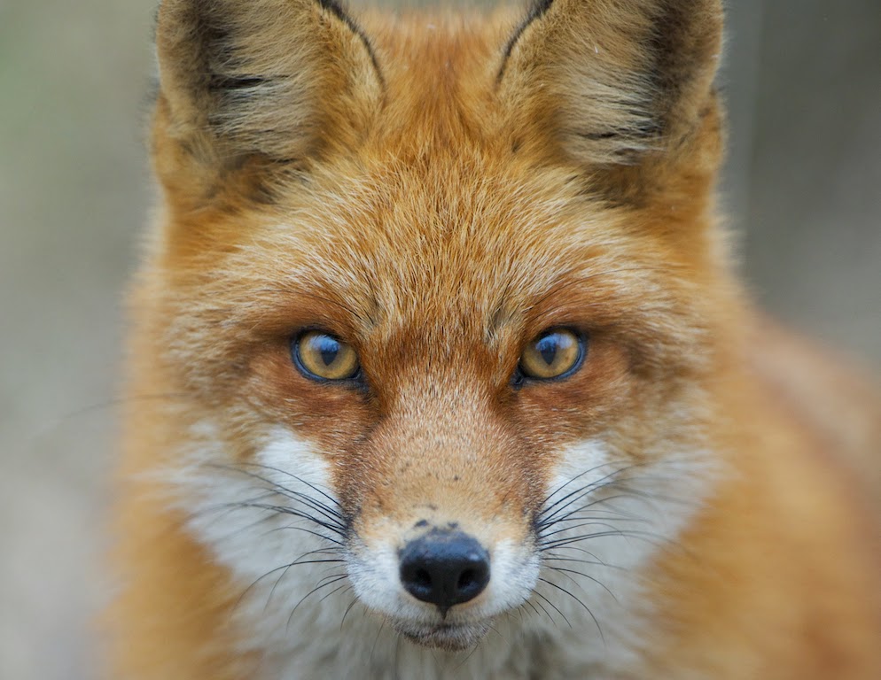 From the Mouse’s Perpective