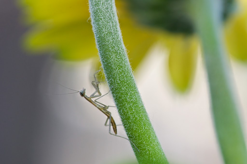 The Babies Arrived!!