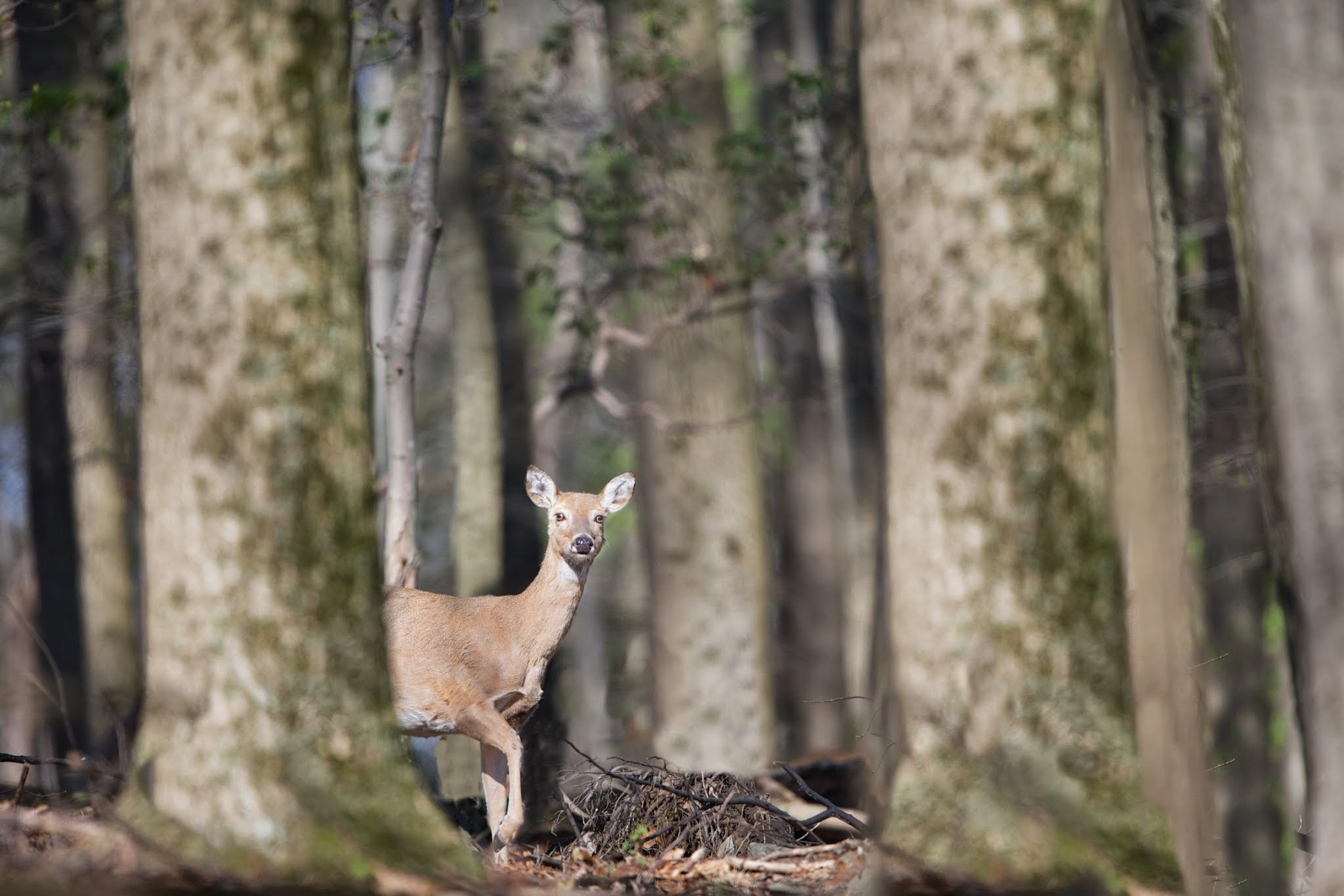 Scenes From Valley Forge Today