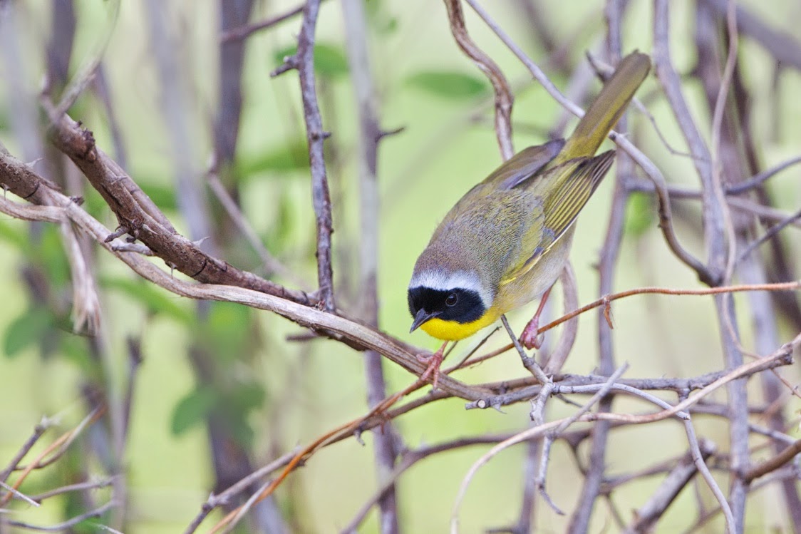 Mr. Uncommonly Common Yellow Throat