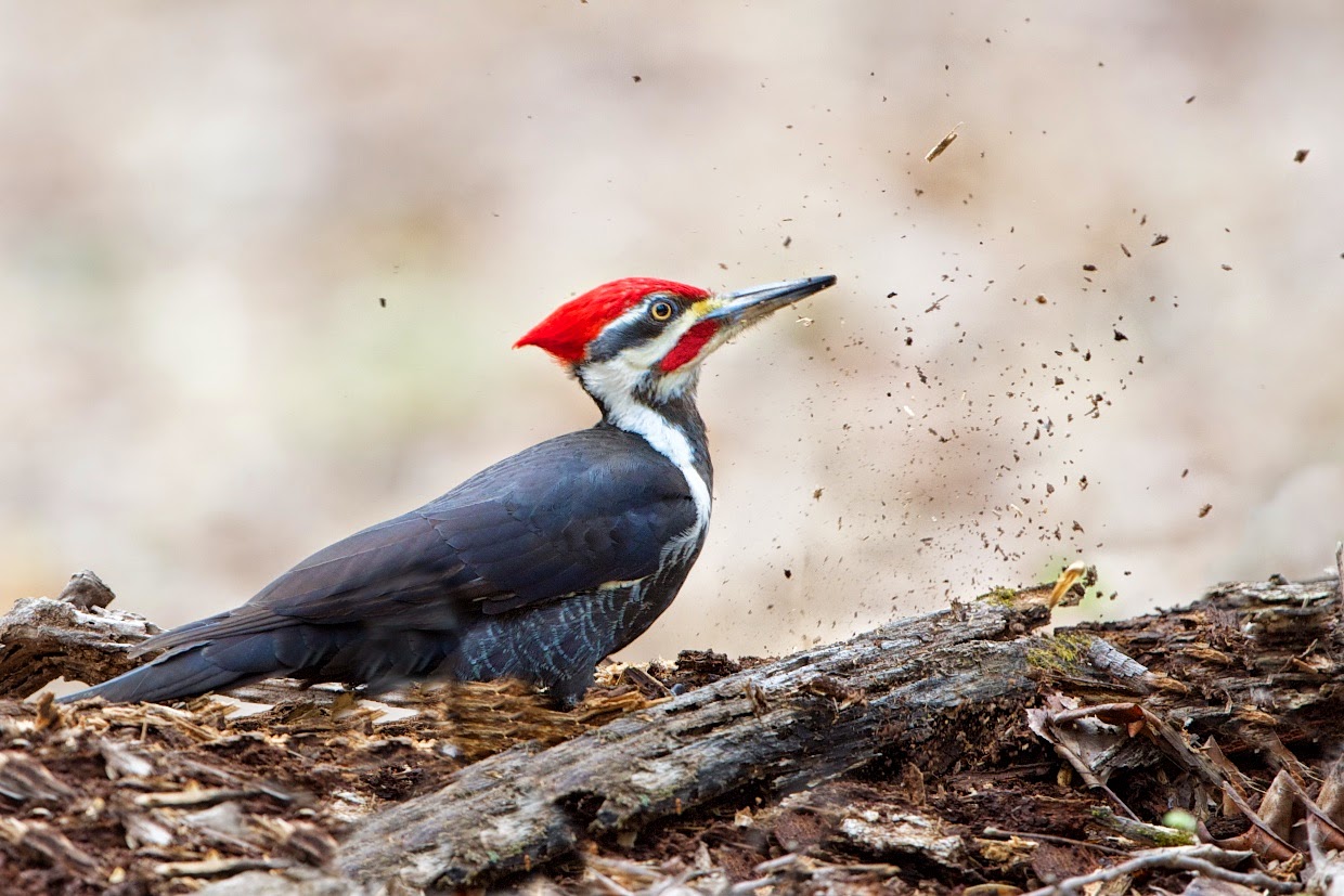 Pileated Woodpecker Pecking Wood