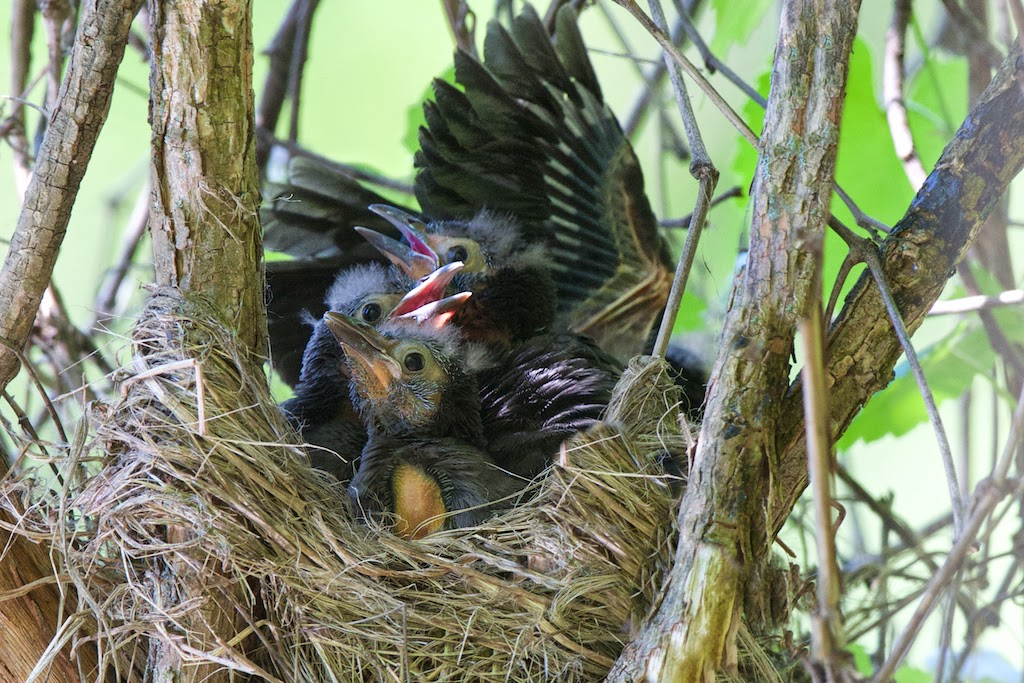 Grackle Babies at Eastern College