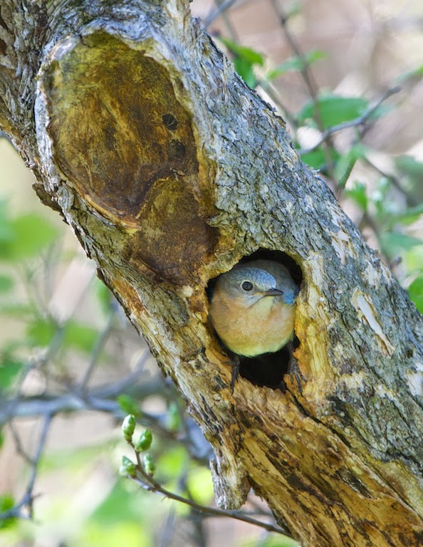 Bluebird in the Doorway