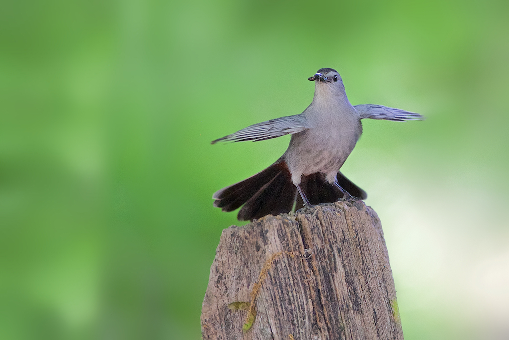 Catbird in Warrior Pose