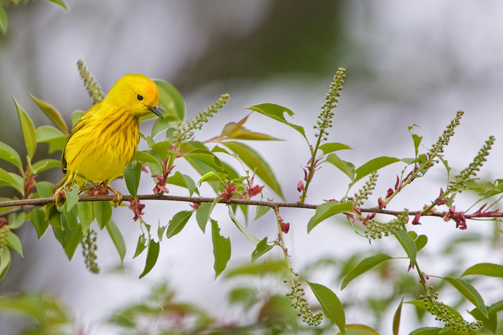The Yellow Warbler and the Green Caterpillar