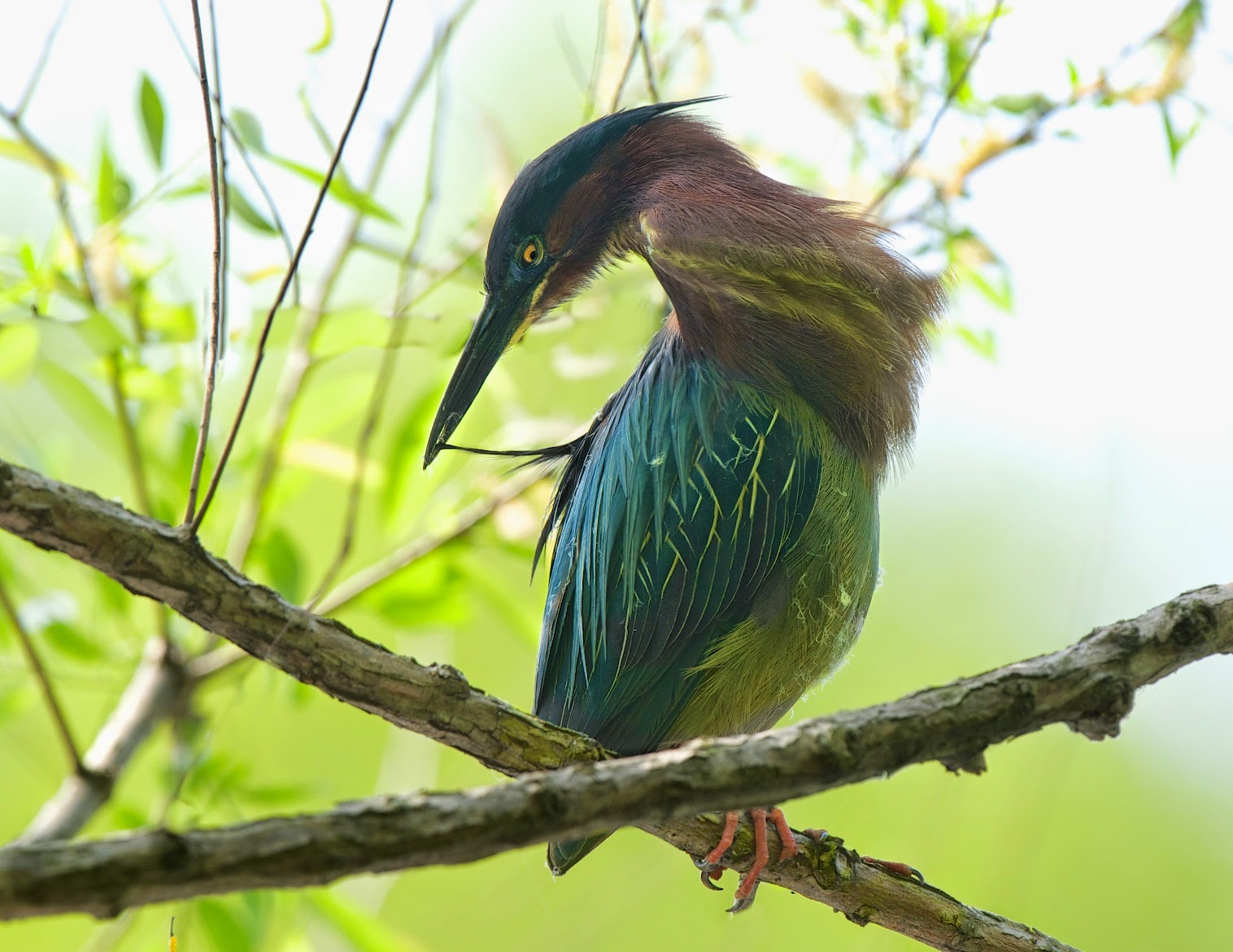 The Little Green Heron Preening