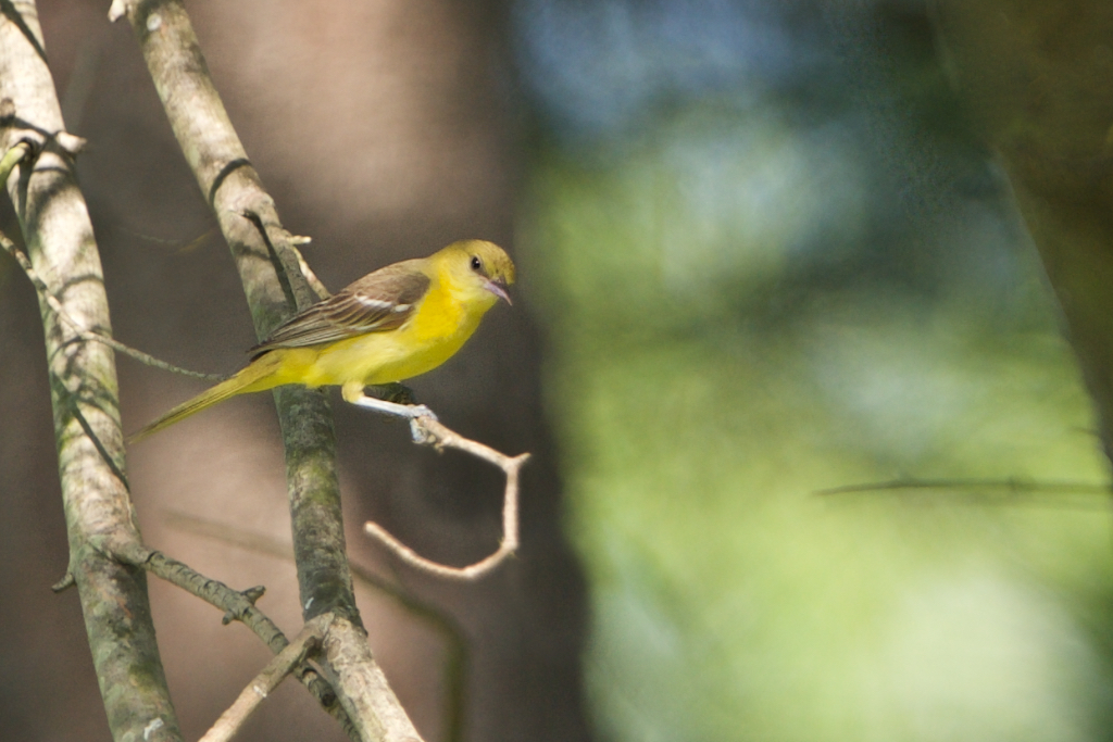 Baby Orchard Oriole – Valley Forge